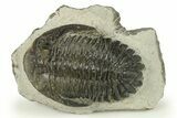 Detailed Hollardops Trilobite - Ofaten, Morocco #272459-2